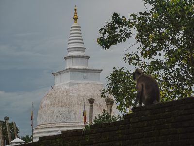 Sri Lanka Affe Anuradhapura